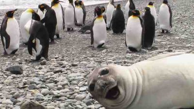 Fotoğrafı trolleyen hayvanlar